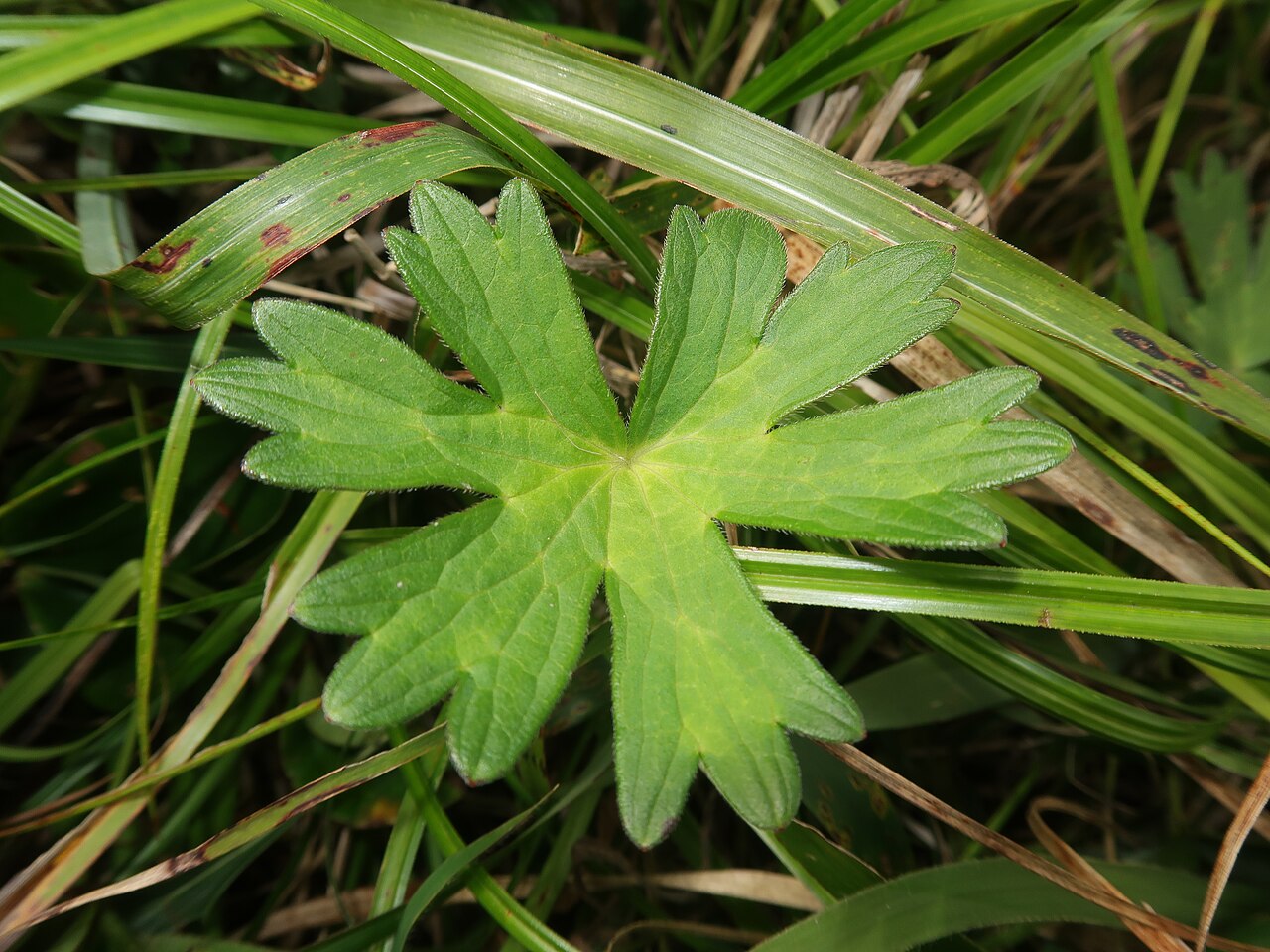 Geranium shikokianum: Geranium shikokianum , Shobara city, Hiroshima pref., Japan