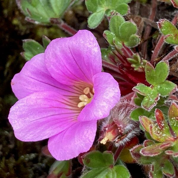 Geranium sibbaldioides (Geranium sibbaldioides)