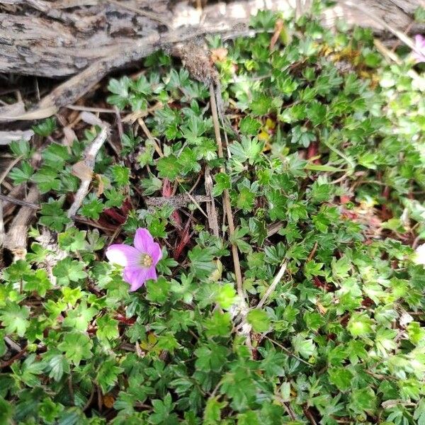 Geranium sibbaldioides (Geranium sibbaldioides)