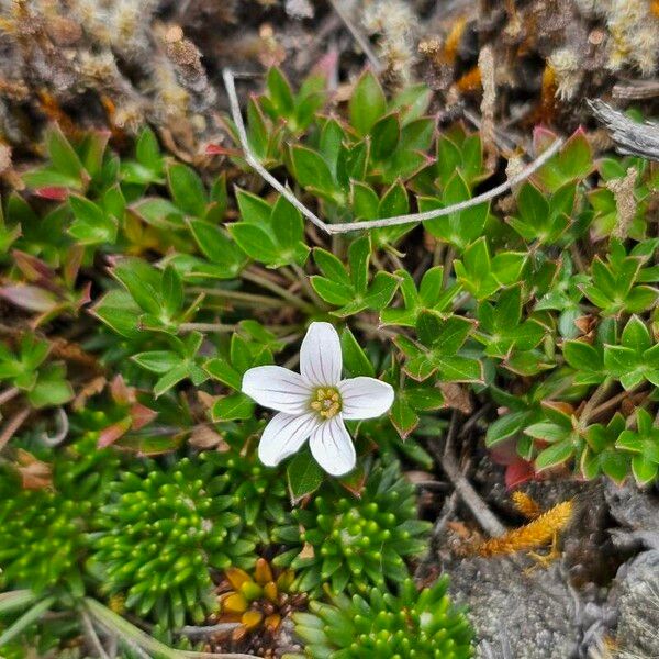Geranium sibbaldioides (Geranium sibbaldioides)