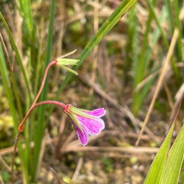 Geranium sibbaldioides (Geranium sibbaldioides)