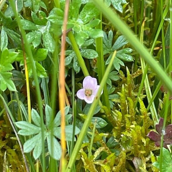 Geranium sibbaldioides (Geranium sibbaldioides)