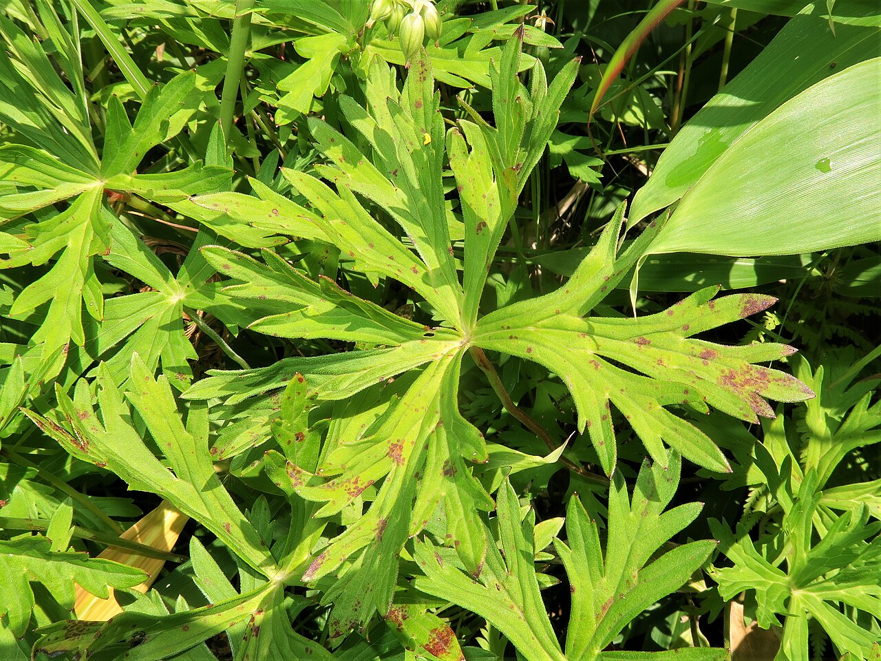 Geranium soboliferum: Geranium soboliferum var. hakusanense , Suwa area, Nagano pref., Japan