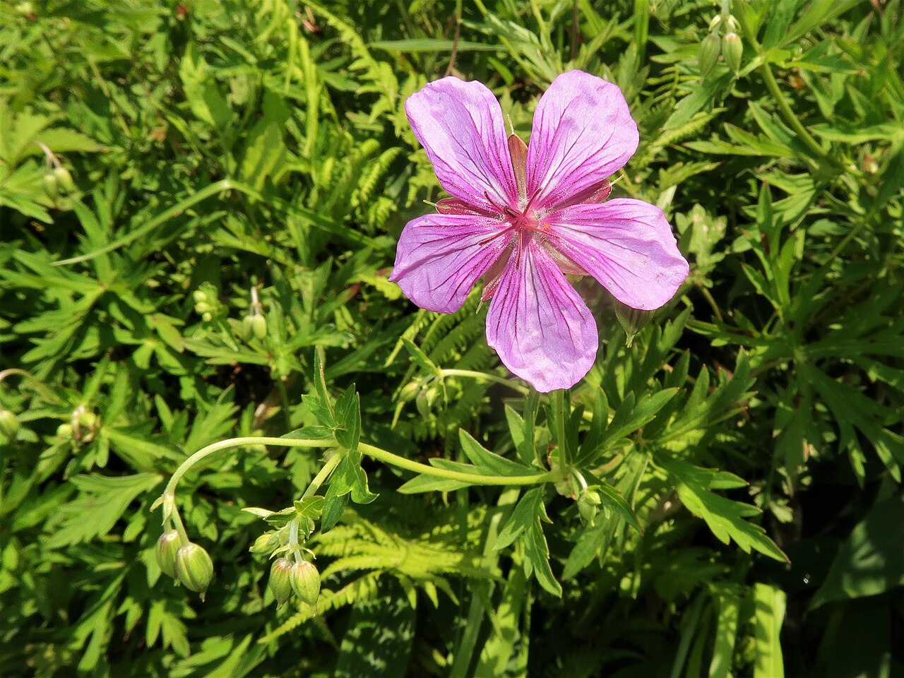 Geranium soboliferum: Geranium soboliferum var. hakusanense , Suwa area, Nagano pref., Japan