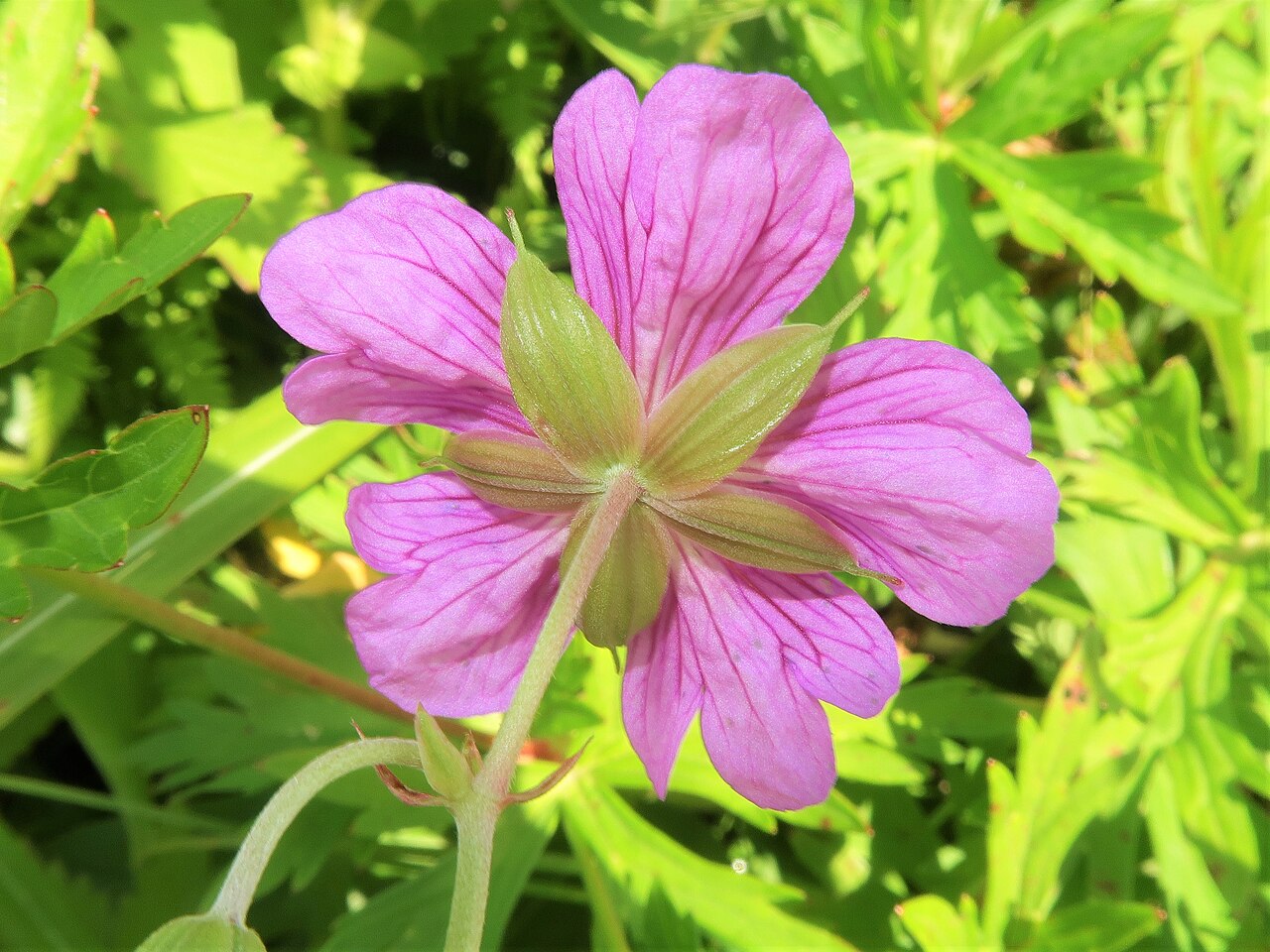Geranium soboliferum: Geranium soboliferum var. hakusanense , Suwa area, Nagano pref., Japan