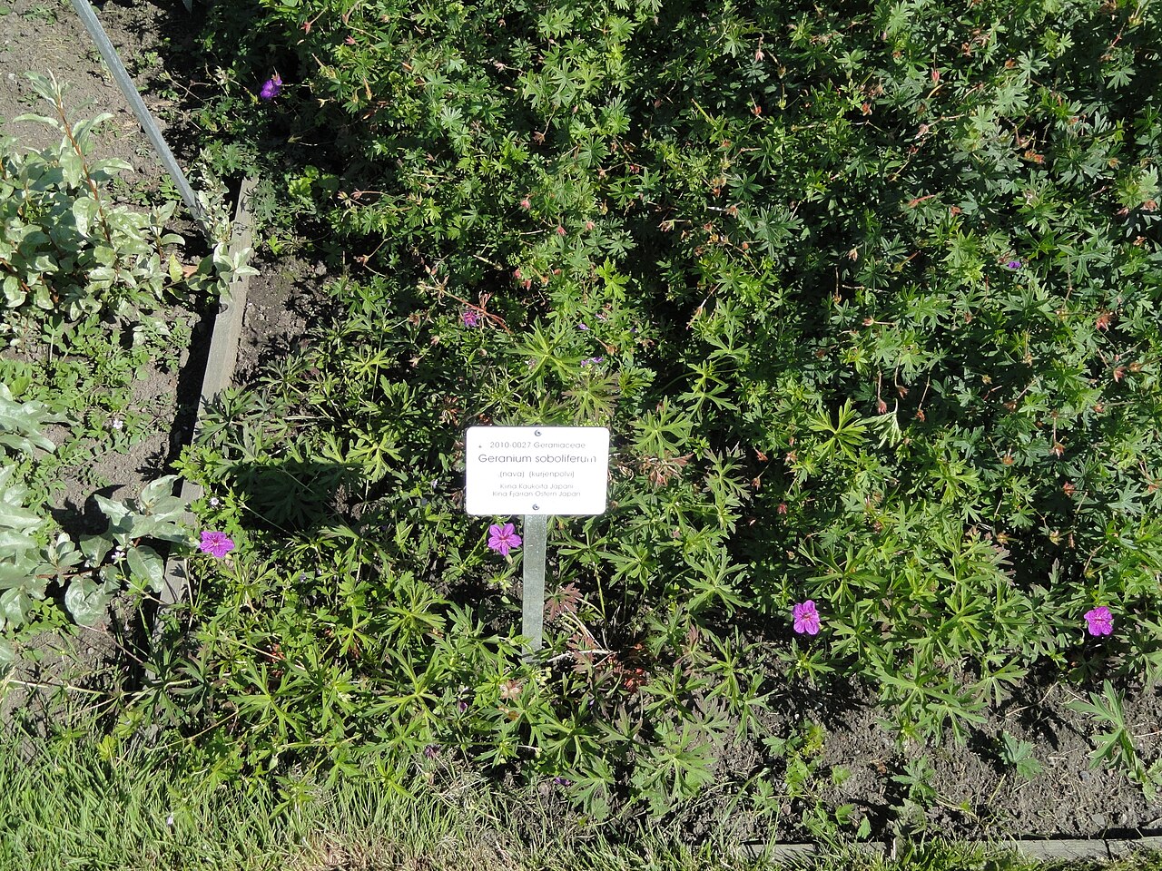 Geranium soboliferum: Botanical specimen. The University of Helsinki Botanical Garden at Kaisaniemi