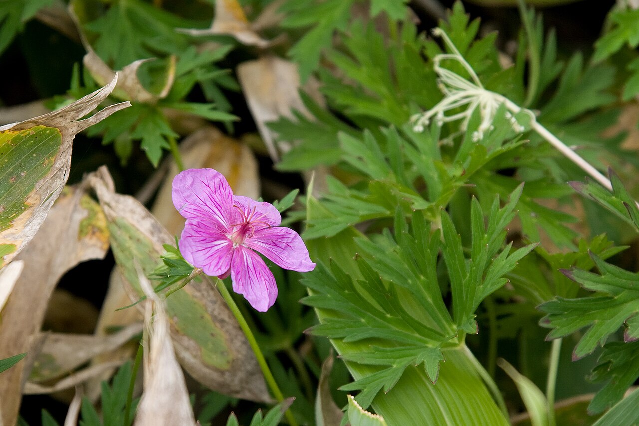 Geranium soboliferum: アサマフウロ