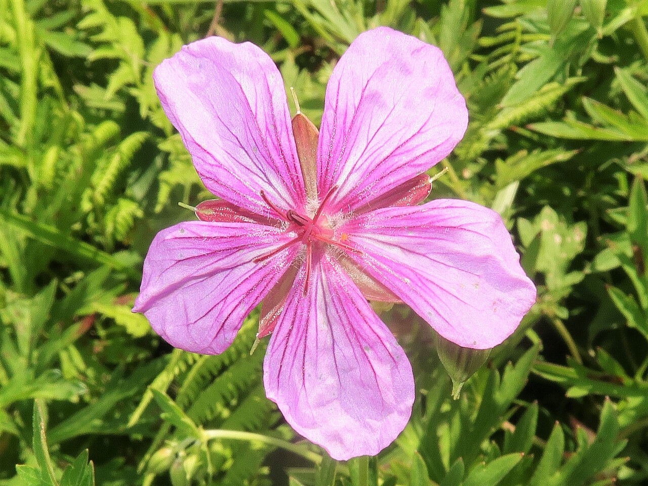 Geranium soboliferum: Geranium soboliferum var. hakusanense , Suwa area, Nagano pref., Japan