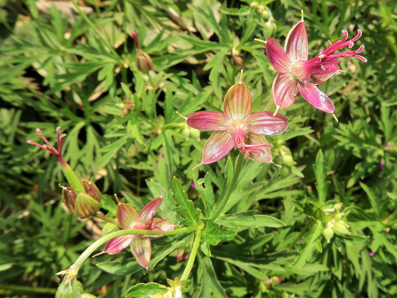 Geranium soboliferum: Geranium soboliferum var. hakusanense , Suwa area, Nagano pref., Japan