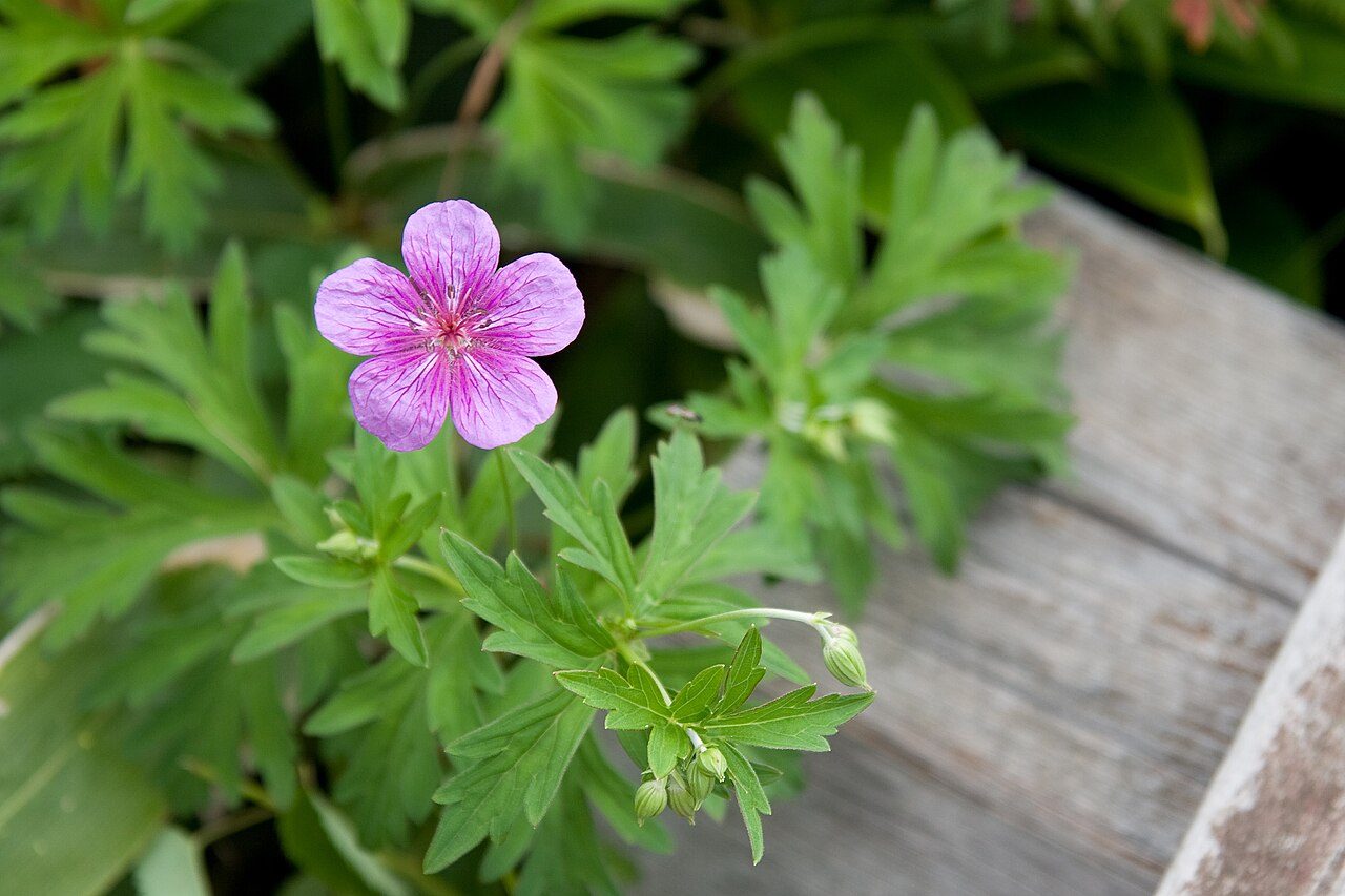 Geranium soboliferum: アサマフウロ