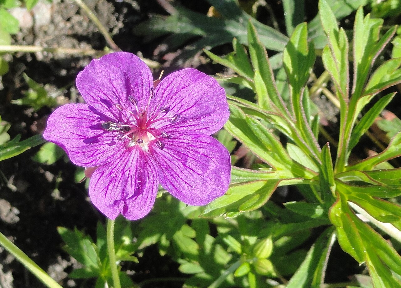 Geranium soboliferum: Botanical specimen. The University of Helsinki Botanical Garden at Kaisaniemi