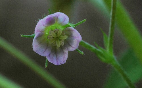 Solander's geranium (Geranium solanderi)