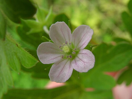 Solander's geranium: Flowers are paired (rarely solitary) in the leaf axils and have 5 pink petals (5-12 mm long) and yellow anthers. Hairs on the flower stalks are spreading. Flowe