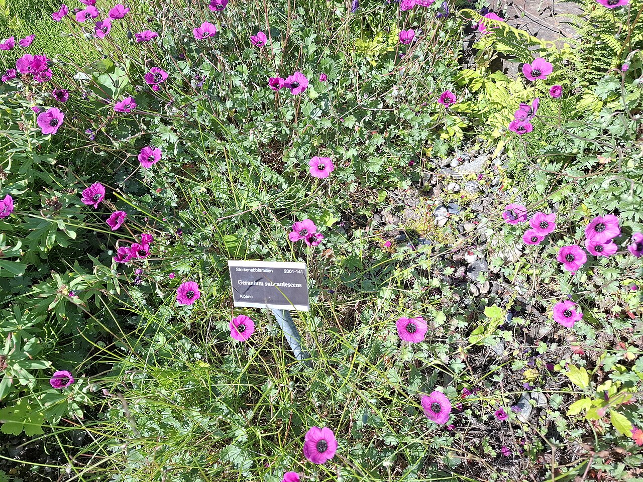 Geranium subcaulescens: Geranium subcaulescens in the Arctic-Alpine Botanic Garden, Tromsø