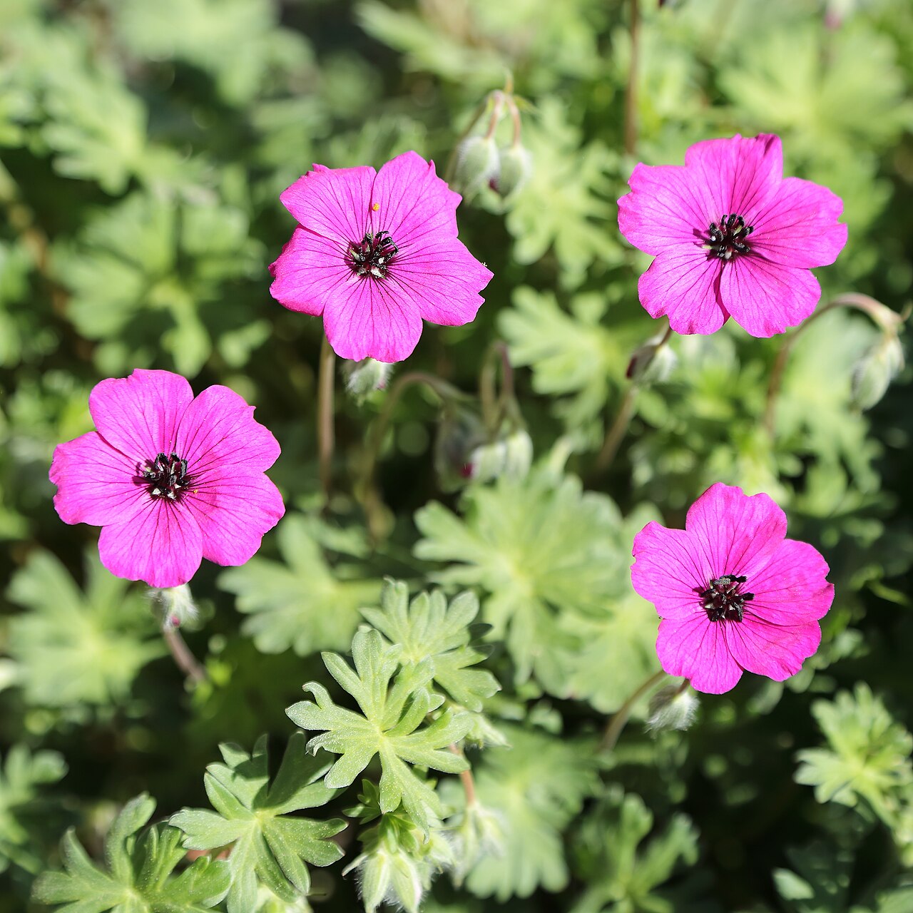 Geranium subcaulescens: Geranium subcaulescens identifierad med hjälp av skylt i Västerås botaniska trädgård.