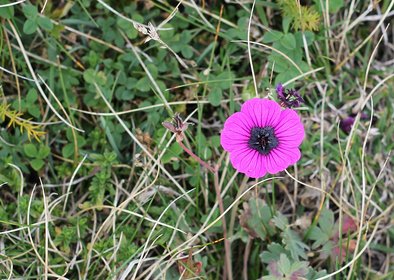 Geranium subcaulescens: Grey cranesbill ( Geranium subcaulescens ) on Kožuf, Kavadarci Municipality.