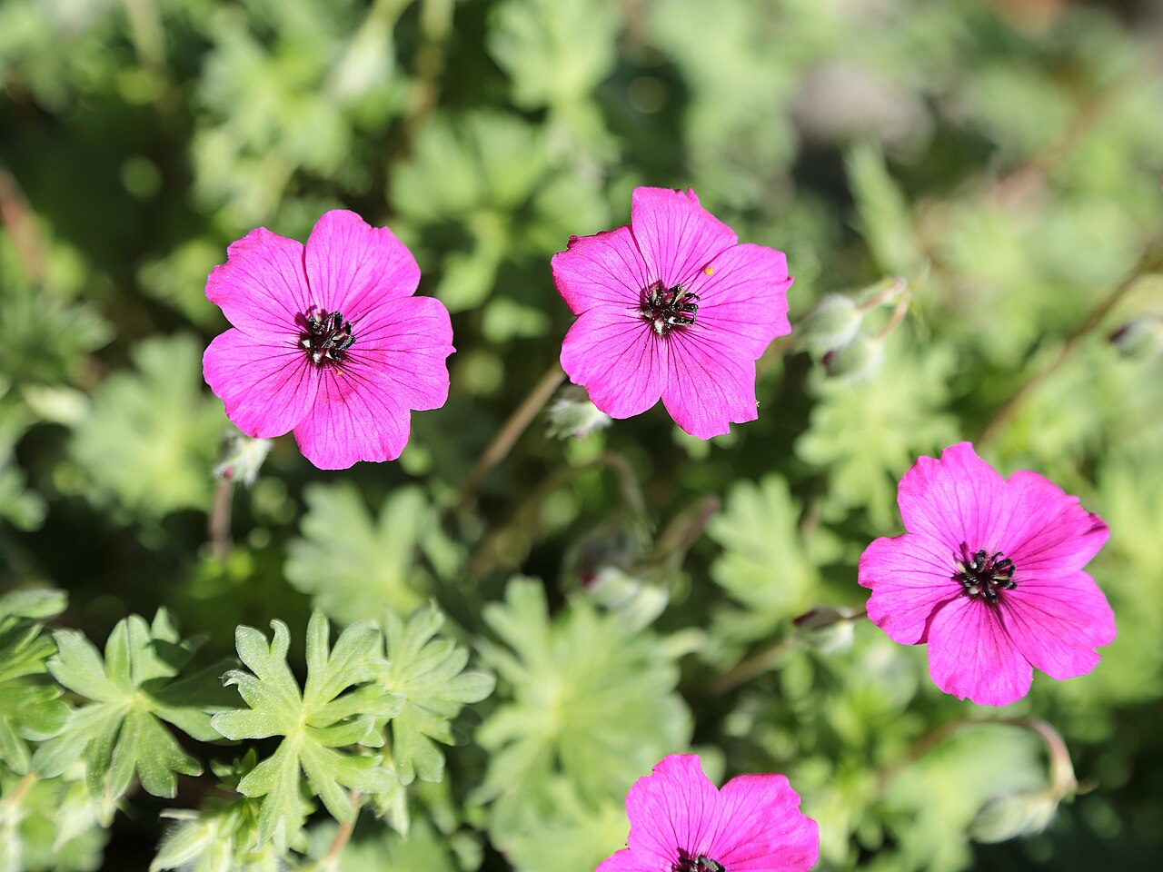 Geranium subcaulescens: Geranium subcaulescens identifierad med hjälp av skylt i Västerås botaniska trädgård.