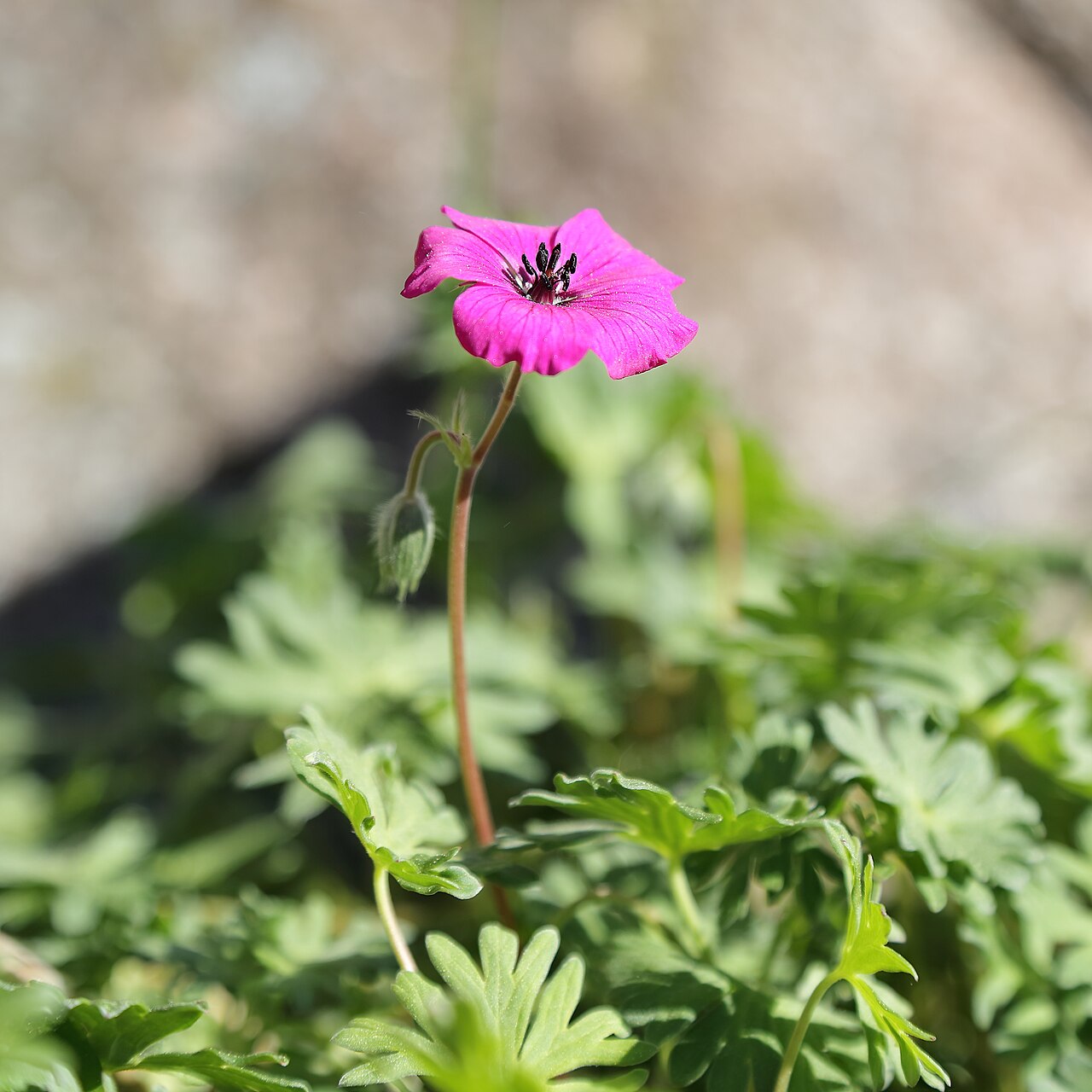 Geranium subcaulescens: Geranium subcaulescens identifierad med hjälp av skylt i Västerås botaniska trädgård.