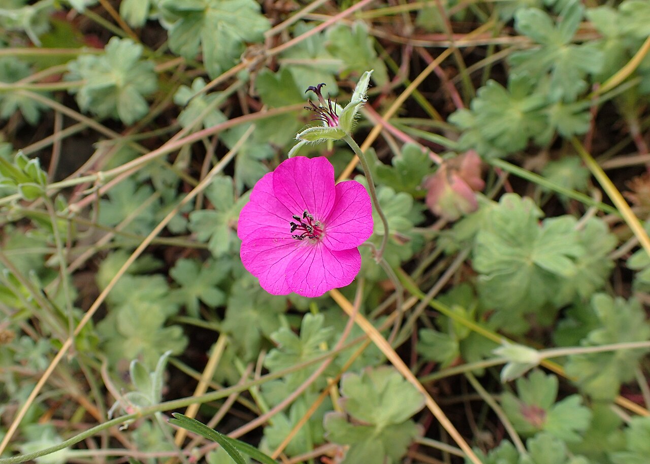 Geranium subcaulescens: Geranium subcaulescens in the Botanischer Garten, Berlin-Dahlem