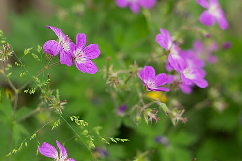 Wood crane's-bill: Geranium sylvaticum