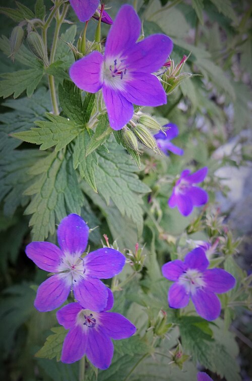 Wood crane's-bill: Geranium en Vanoise
