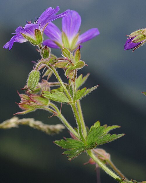 Wood crane's-bill: Please report references to spam@lagrada.de .