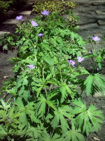 Wood crane's-bill (Geranium sylvaticum)