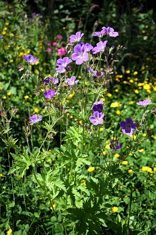 Wood crane's-bill: Geranium sylvaticum