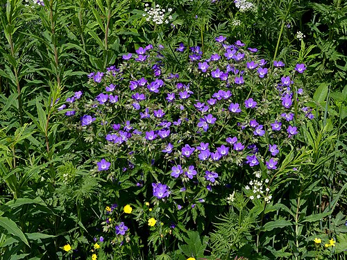 Wood crane's-bill: Sight of Woodland Geranium flowers on Le Sire mountain (around 1,400 meters high), Savoie , France .