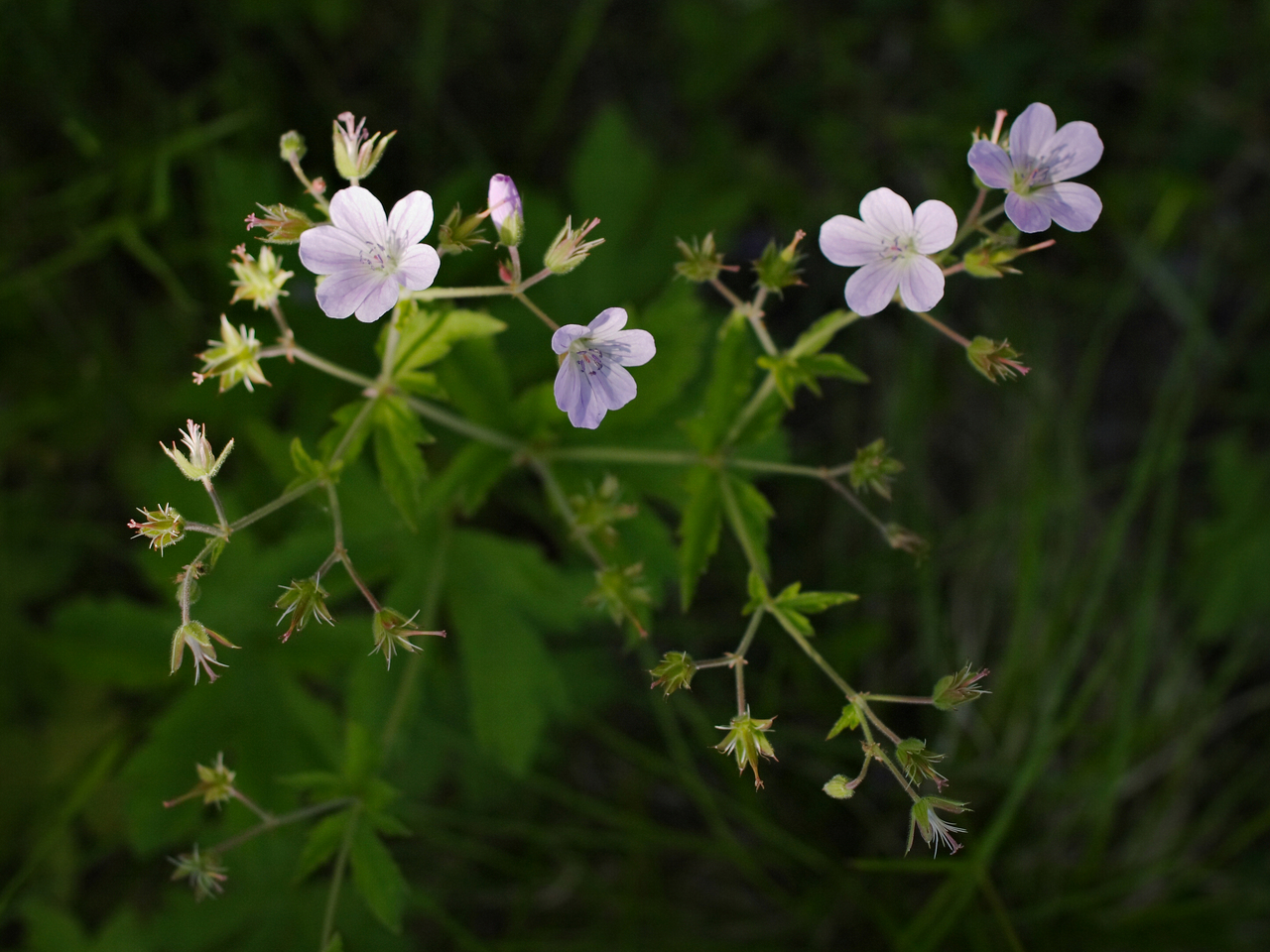 Wood crane's-bill: Wood Cranesbill ( Geranium sylvaticum ) Dysmorodrepanis 10:59, 28 May 2008