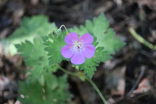 Wood crane's-bill: Noordwijk - Bosooievaarsbek