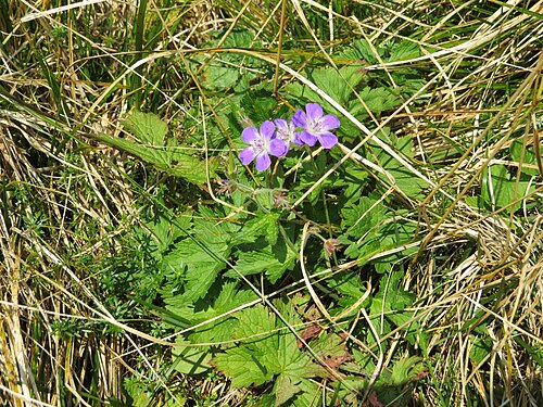 Wood crane's-bill: Geranium sylvaticum (woodland geranium) at Rax, Austria