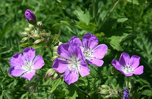 Wood crane's-bill: Geranium sylvaticum
