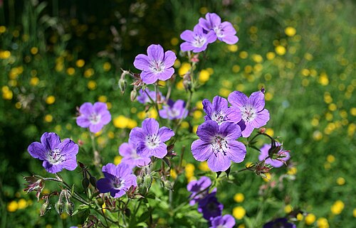 Wood crane's-bill: Geranium sylvaticum