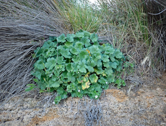 Cranesbill (Geranium traversii)