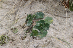 Cranesbill (Geranium traversii)