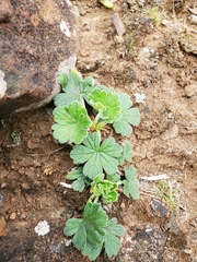 Cranesbill (Geranium traversii)