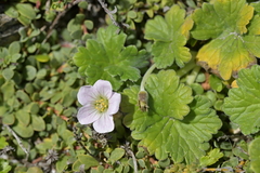 Cranesbill (Geranium traversii)