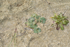 Cranesbill (Geranium traversii)