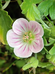 Cranesbill (Geranium traversii)