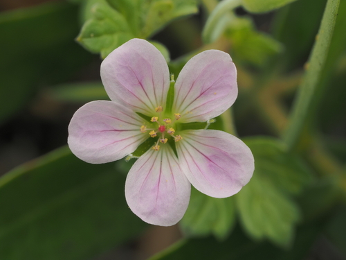 Cranesbill (Geranium traversii)