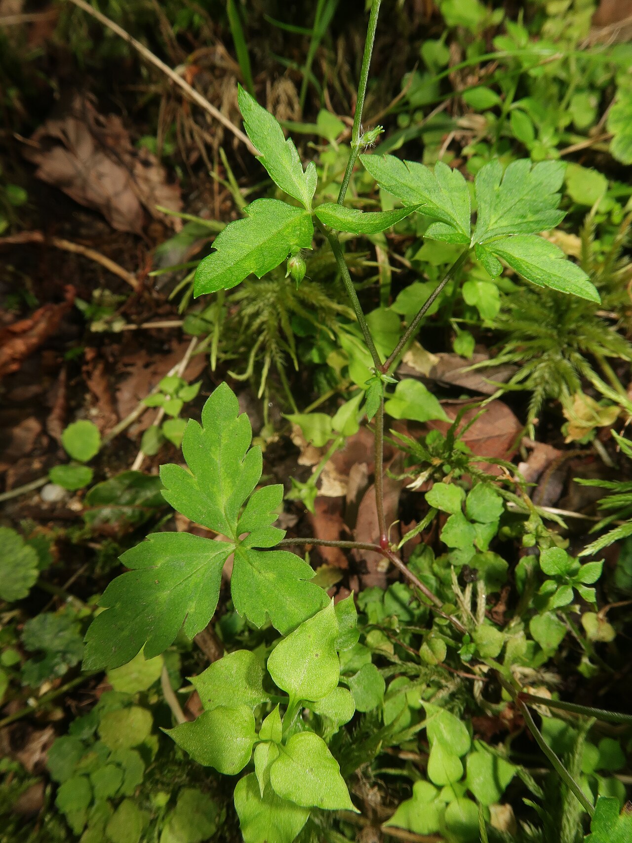 Geranium tripartitum: Geranium tripartitum , Kita-Shitara district, Aichi pref., Japan