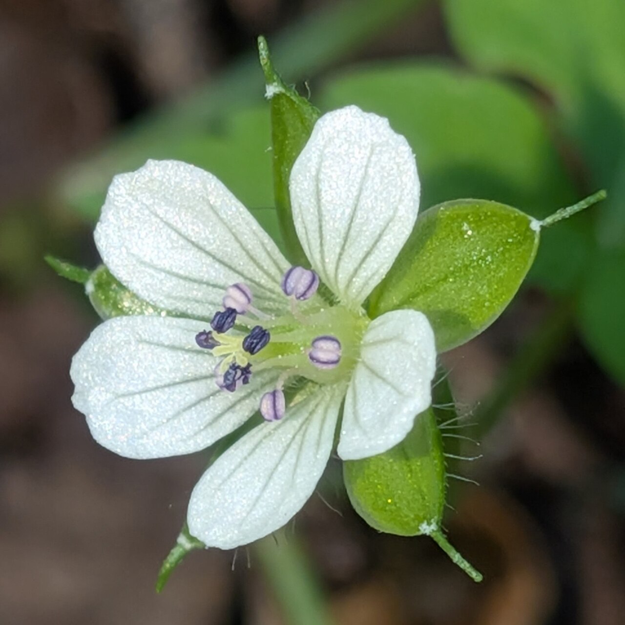 Geranium tripartitum: Geranium tripartitum in Akaishi Mountains, Oshika, Nagano Prefecture, Japan.
