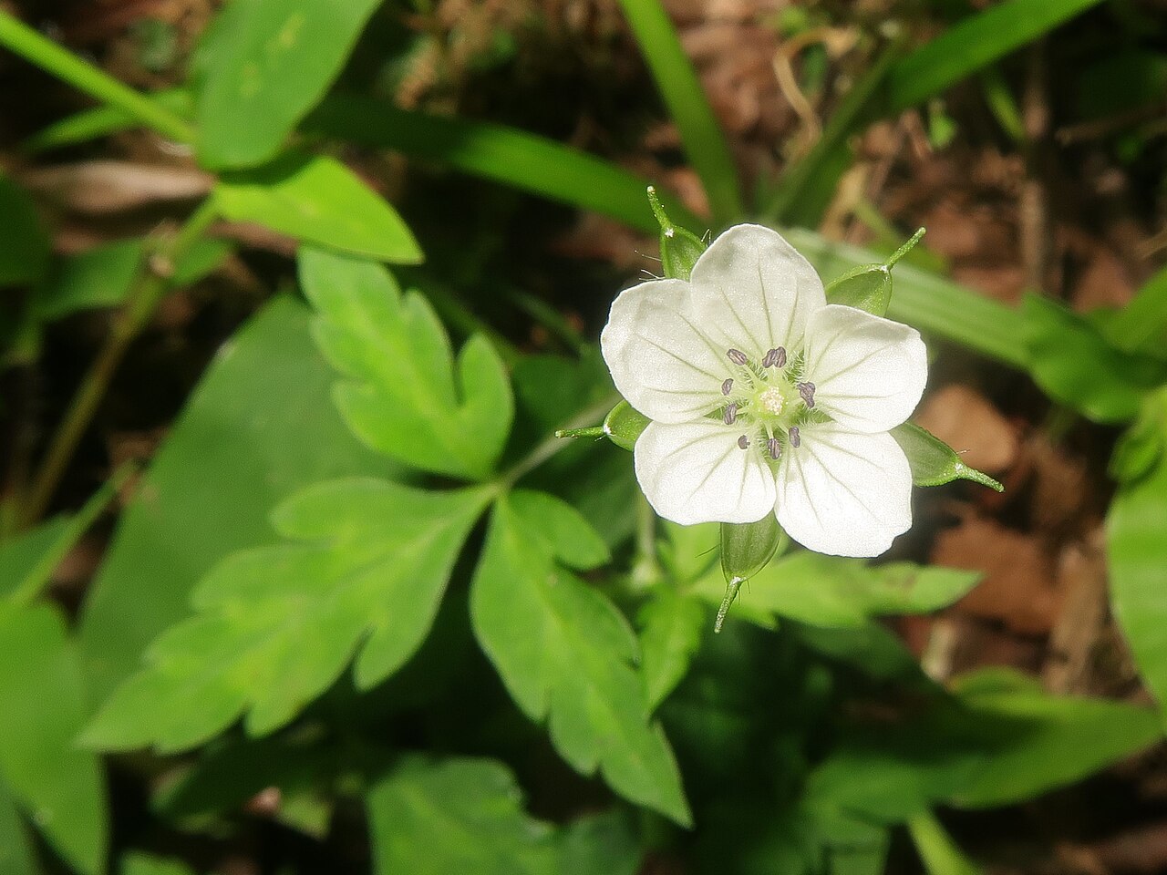 Geranium tripartitum: Geranium tripartitum , Kita-Shitara district, Aichi pref., Japan