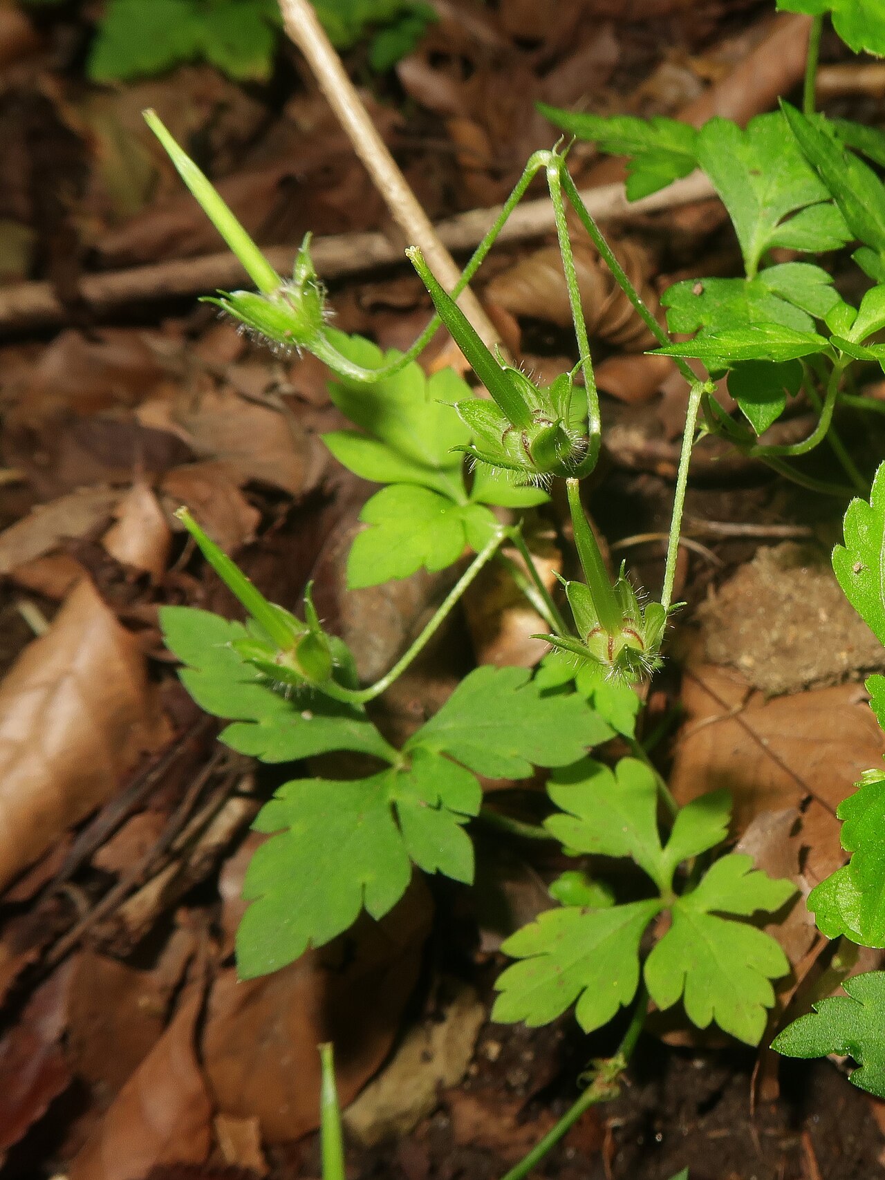 Geranium tripartitum: Geranium tripartitum , Kita-Shitara district, Aichi pref., Japan