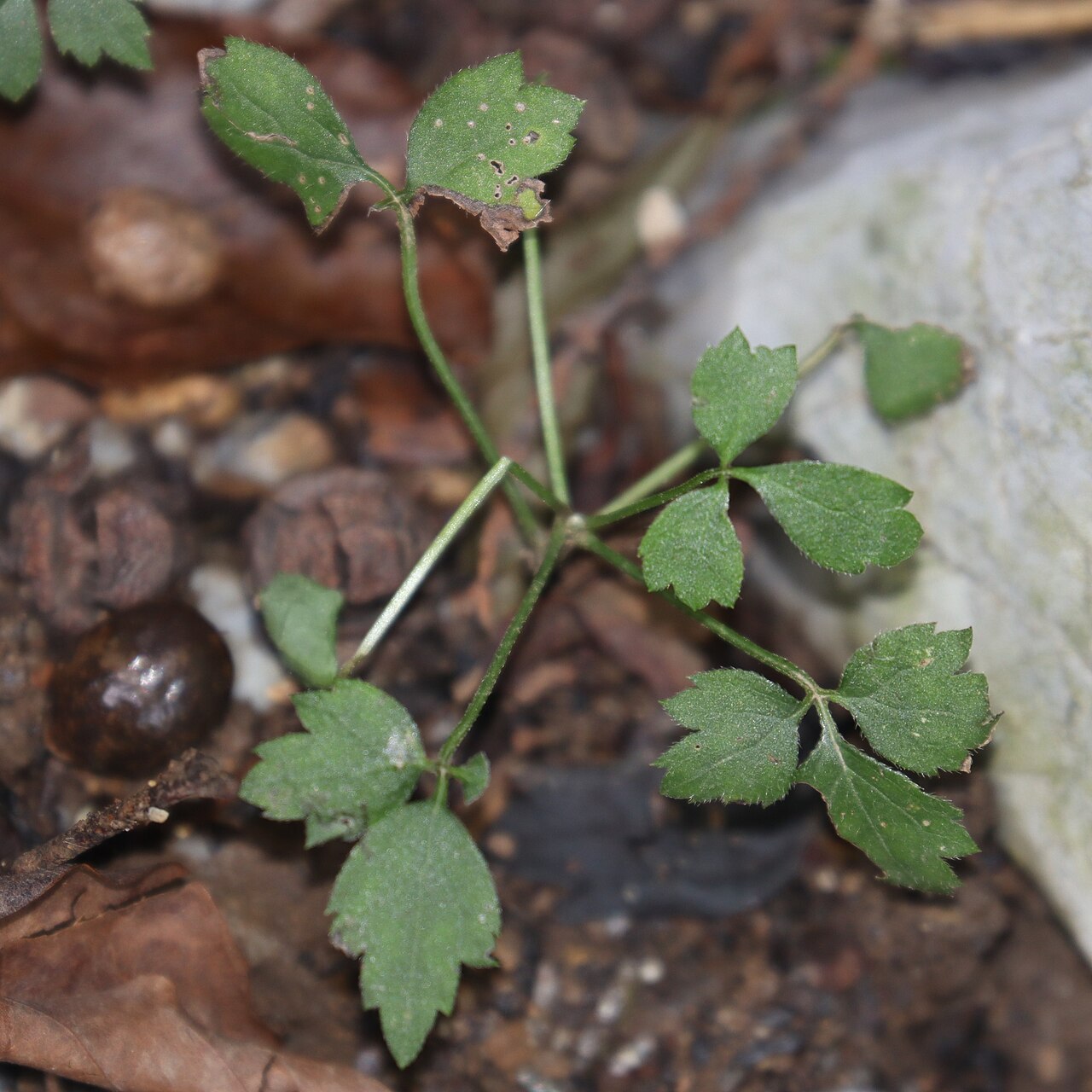 Geranium tripartitum: Geranium tripartitum in Mount Fujiwara, Inbe, Mie Prefecture, Japan.