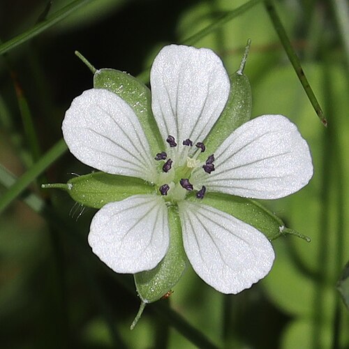 Geranium tripartitum: Geranium tripartitum in Akaishi Mountains, Oshika, Nagano Prefecture, Japan.