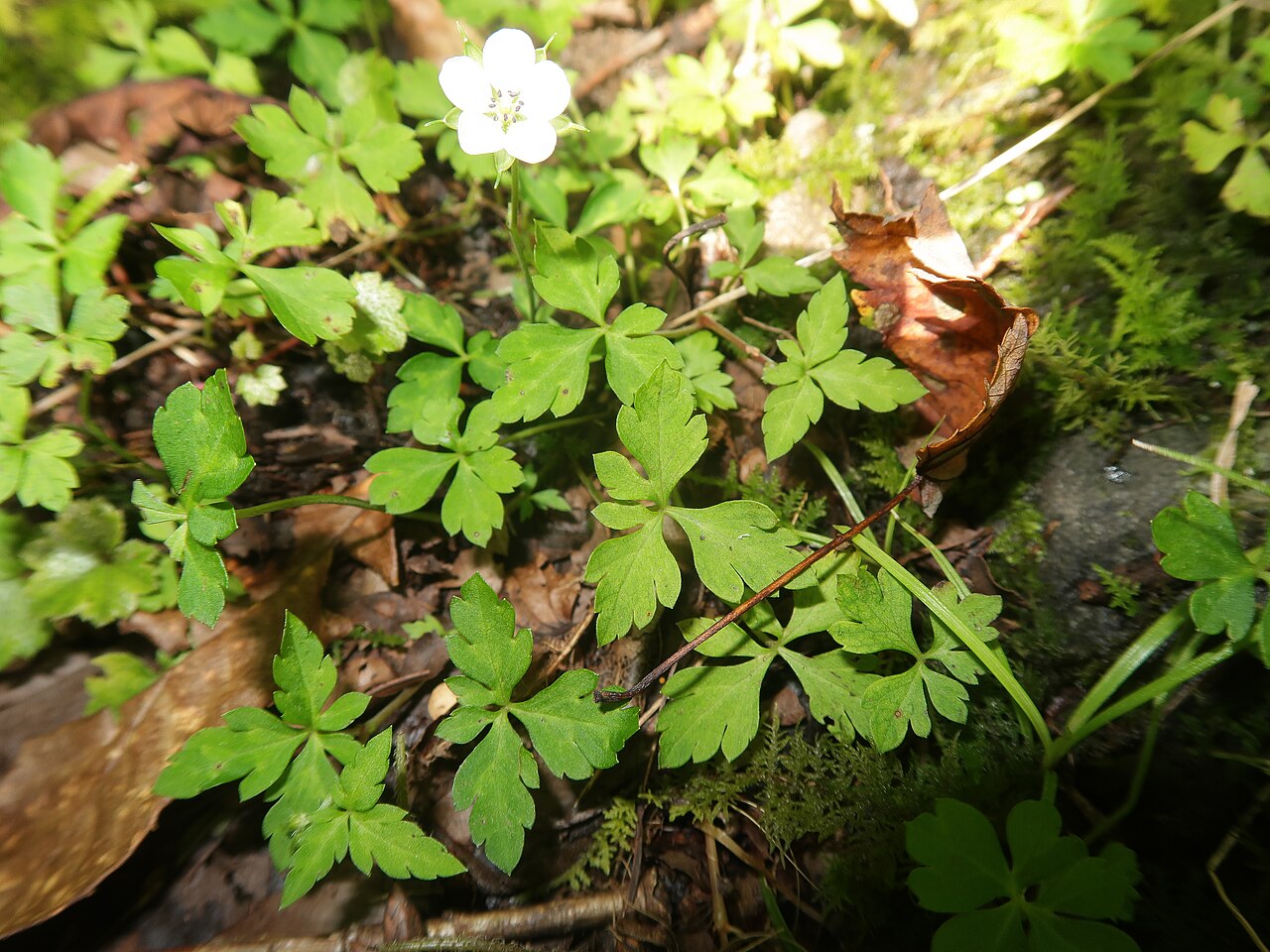 Geranium tripartitum: Geranium tripartitum , Kita-Shitara district, Aichi pref., Japan