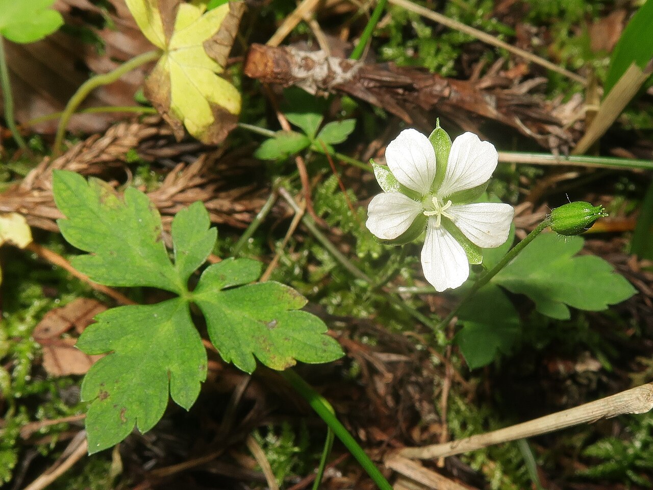 Geranium tripartitum: Geranium tripartitum , Kita-Shitara district, Aichi pref., Japan
