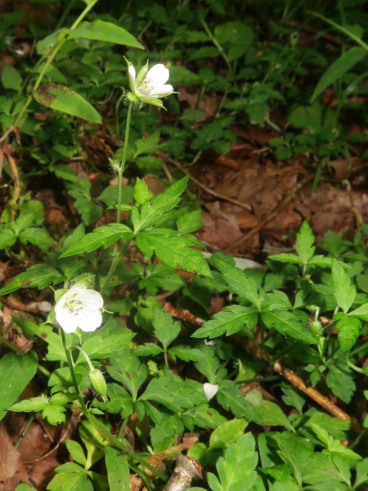 Geranium tripartitum: Geranium tripartitum , Kita-Shitara district, Aichi pref., Japan